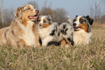 Beautiful Australian Shepherd Dog with its puppies