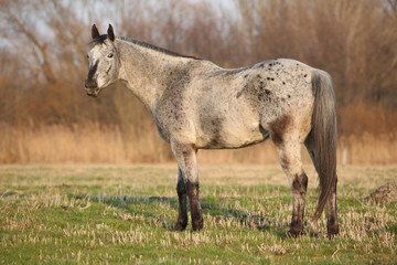 Gorgeous appaloosa standing in nature
