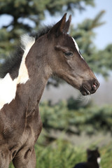 Beautiful skewbald foal in spring