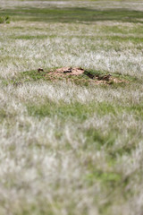 Black-tailed Prarie Dogs