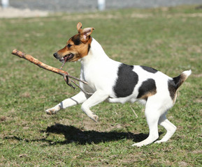 Gorgeous Parson Russell terrier running