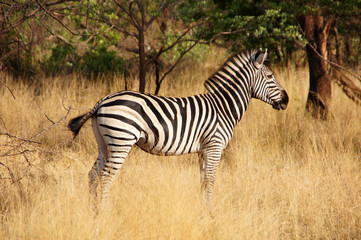 Fototapeta na wymiar Zebra, Zentralafrika