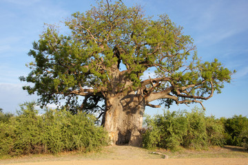 Baobab