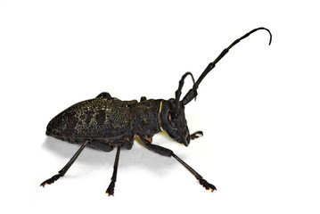 Longhorn beetle Morimus asper isolated on white