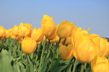 yellow tulips in a field