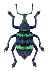 blue exotic beetle Eupholus magnificus isolated on white