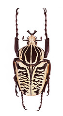 Goliathus albosignatus beetle isolated on white
