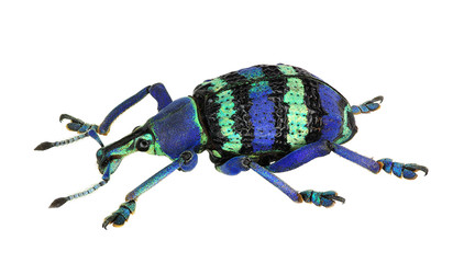 Eupholus magnificus, an amazing weevil from Papua New Guinea