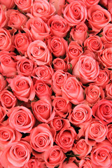 Pink roses in a bridal arrangement