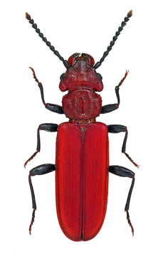 Cucujus cinnaberinus, a rare and endangered European beetle