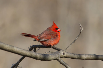 Northern Cardinal male
