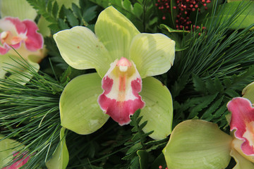 Green cymbidium orchids