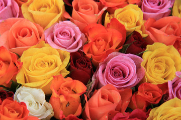 Multicolored wedding roses