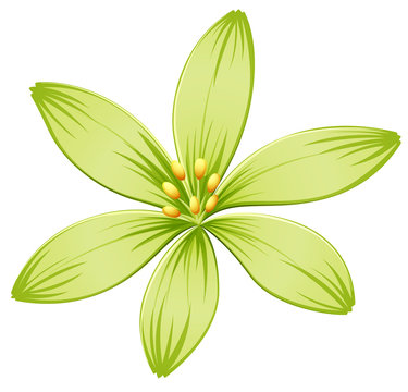 A green flower