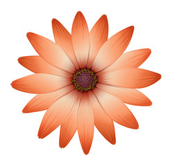 A fresh blooming flower