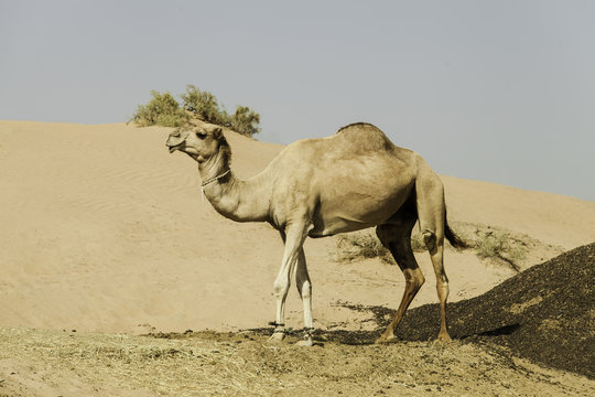 Camel standing on the sand dune, Dubai United Arab Emirates