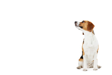 Studio Portrait Of Beagle Dog Against White Background