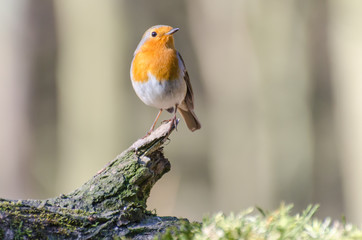 Rouge gorge