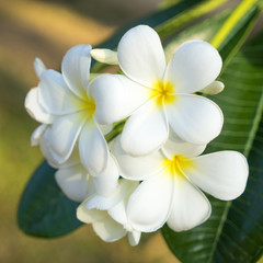 White and Yellow Frangipani Flowers with leaves background