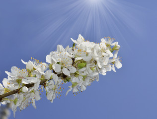 Fototapeta premium Fruit tree blossom close-up. Shallow depth of field