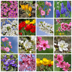 Collage of beautiful spring flowers background