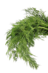 Bunch of fresh dill.