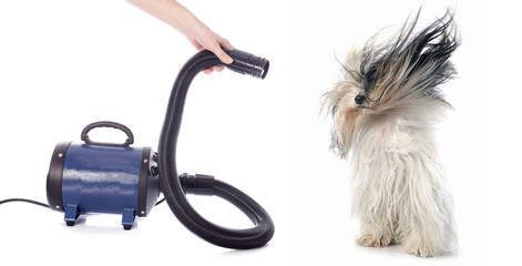 hair dryer for dog