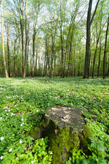 Wiosenny zielony las, kwitnące zawilce