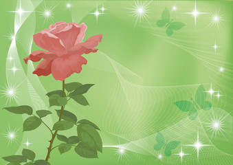 Holiday background with flower rose