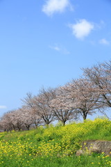 桜並木と菜の花と青空