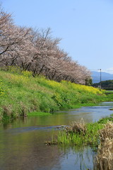桜並木と菜の花と青空