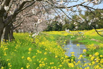 桜並木と菜の花と青空