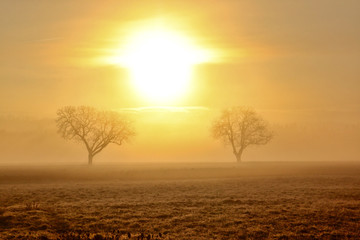 Bäume im Nebel