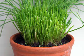 Schnittlauch im Topf