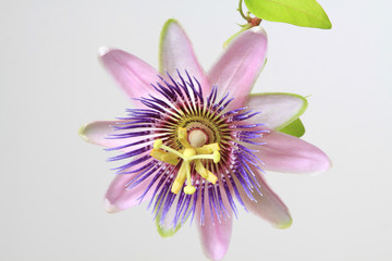 Passiflora - Passionsblume