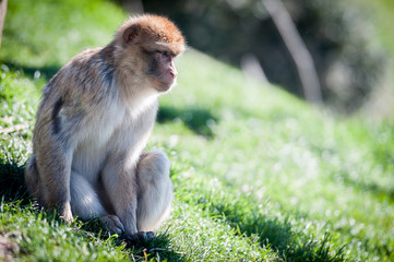 Macaque berbère