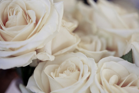 Sch&ouml;ne Rosen