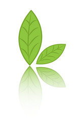 Fototapeta na wymiar Green leaves vector