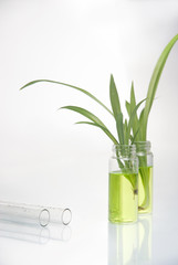 Green plant in laboratory