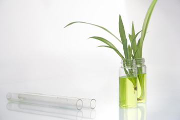 Green plant in laboratory