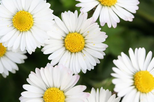 pratoline_ margherite di campo