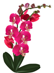 Naklejka na ściany i meble orchid branch with isolated lush pink blossom