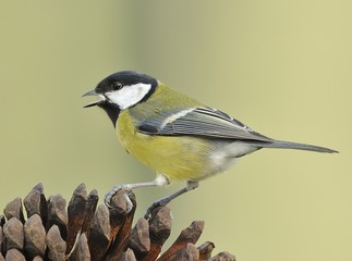 Parus major.