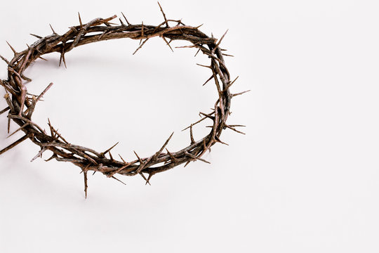 Crown of Thorns over White