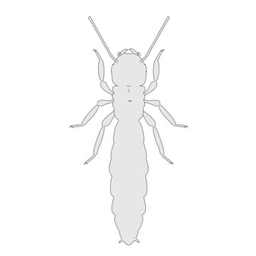 cartoon image of termite ant