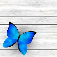 Butterfly on wooden background