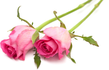 Obraz premium pink rose