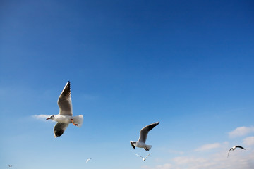 Seagulls in the sky