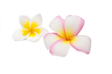 Tropical flowers frangipani (plumeria) isolated on white backgro