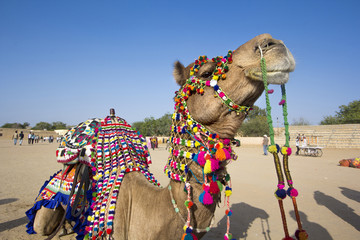 camel dress